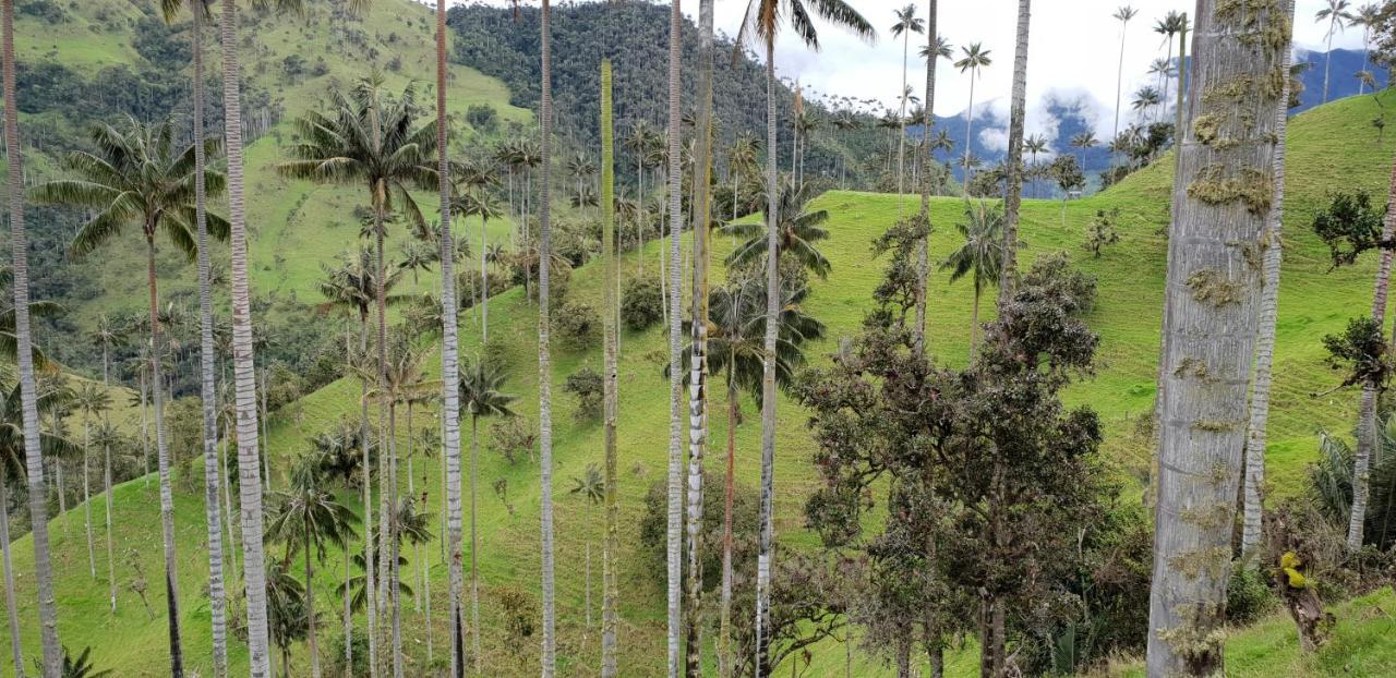 Posada Martha Tolima Salento Eksteriør bilde