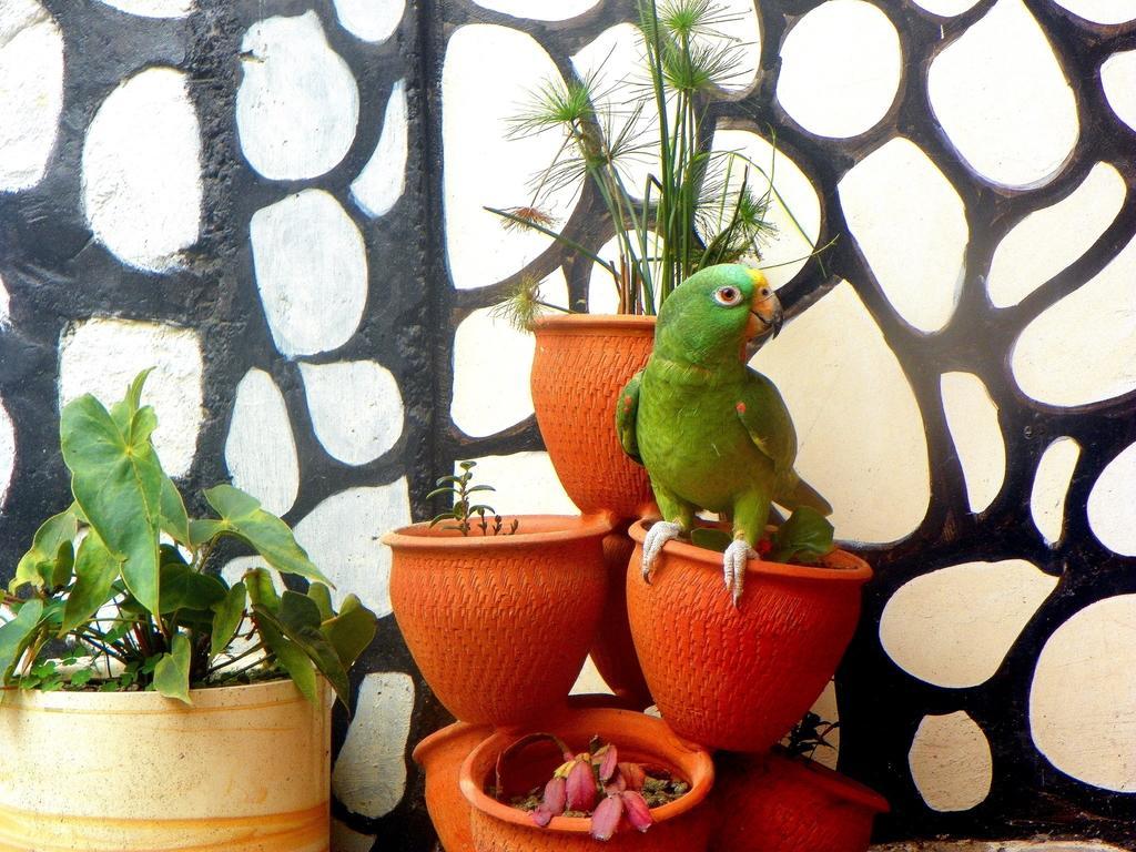 Posada Martha Tolima Salento Rom bilde